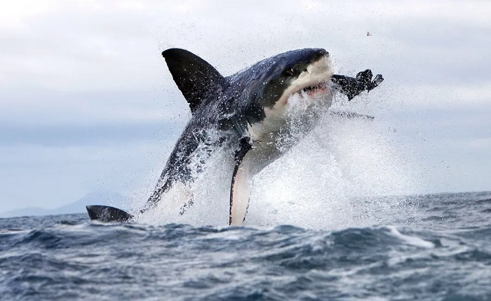 Sydney Shark Attack Sydney Shark Attack