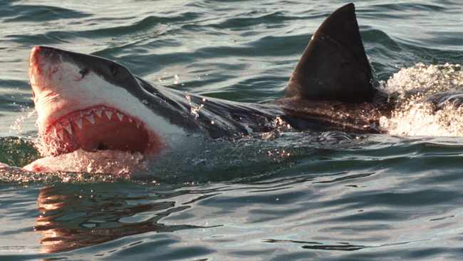 Sydney Shark Attack Sydney Shark Attack