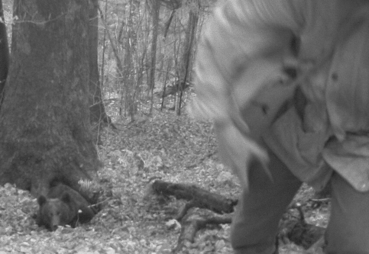 Carpanthians bear attack Carpanthians bear attack